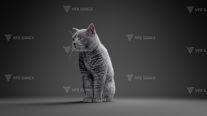 JF0O740A_BritishShorthair_Effect map02