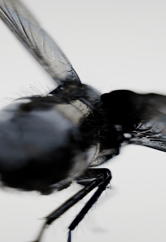 fly02