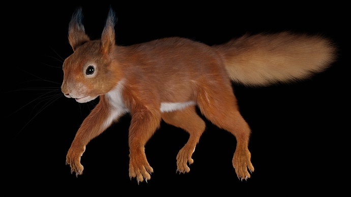 Squirrel_Osipkov_02