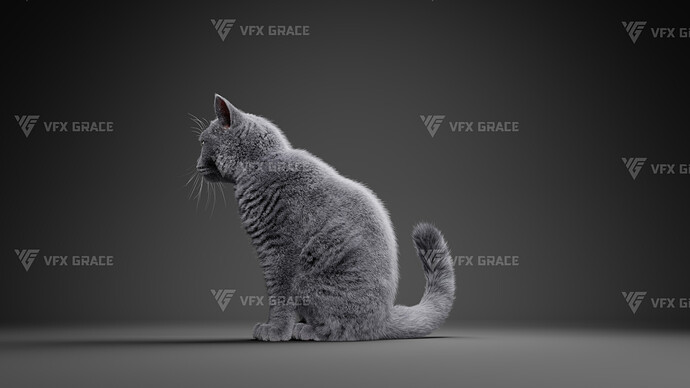 JF0O740A_BritishShorthair_Effect map03