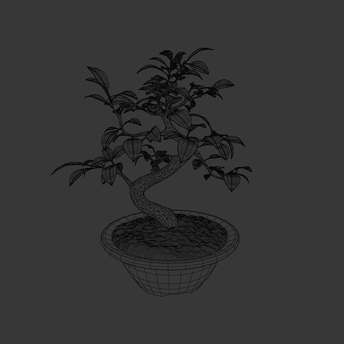 Ficus_bonsai_wire2