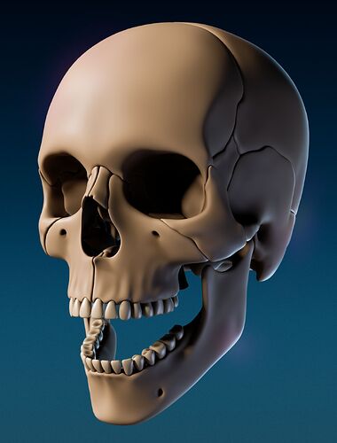 anatomy_skull_rend_02