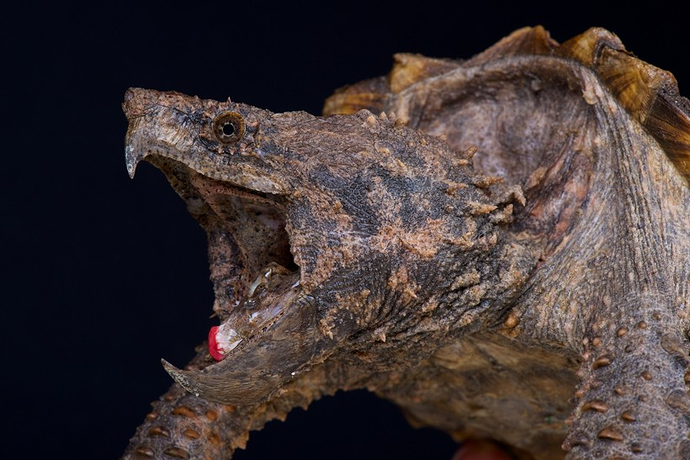 alligator-snapping-turtle-closeup-820x547