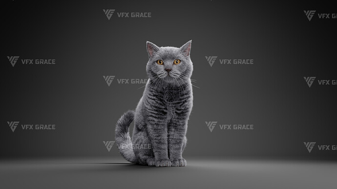 JF0O740A_BritishShorthair_Effect map01