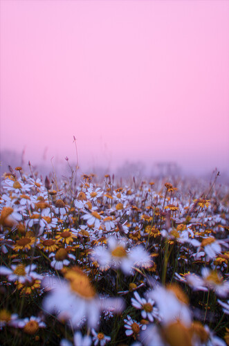 Flowers_sunrise_3v