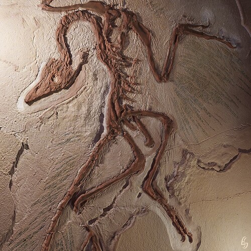 Archaeopteryx Cast 3D-1-Berlin Specimen