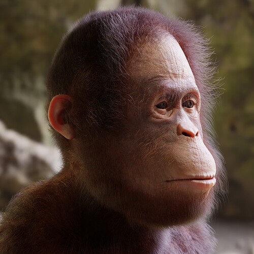 Orangutan_47