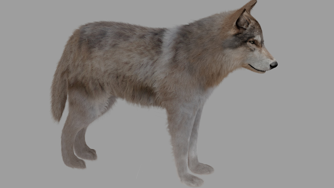 Wolf model - Finished Projects - Blender Artists Community