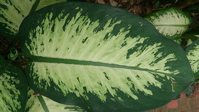 Dumb_Cane_Dieffenbachia_Tropical_Snow-e1558019615265