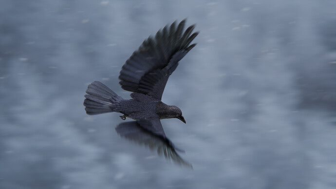 JC0L219A7_CarrionCrow_Display_C_01