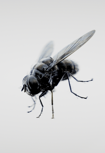 fly01