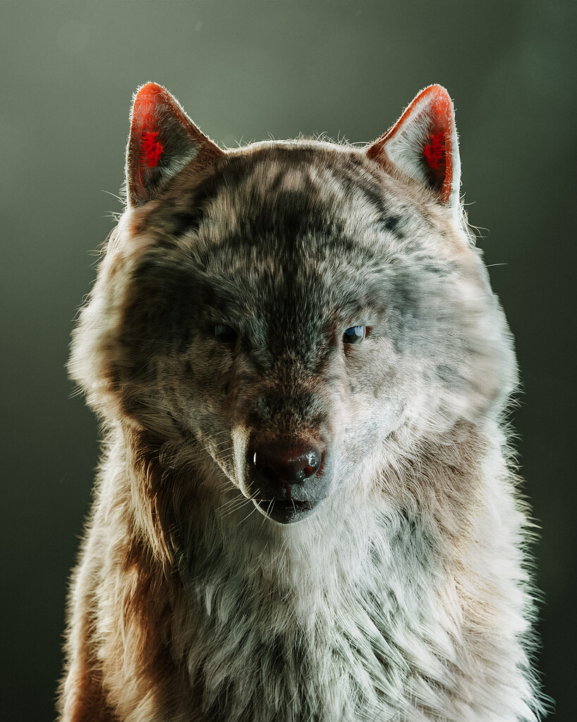 Wolf fur grooming - Finished Projects - Blender Artists Community