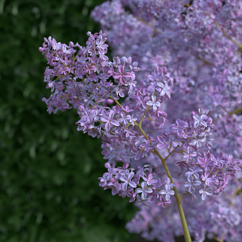 lilac1