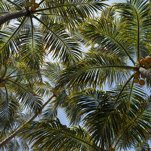 Palm Shade Study