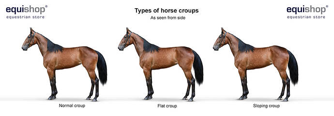types-of-horse-croups-side