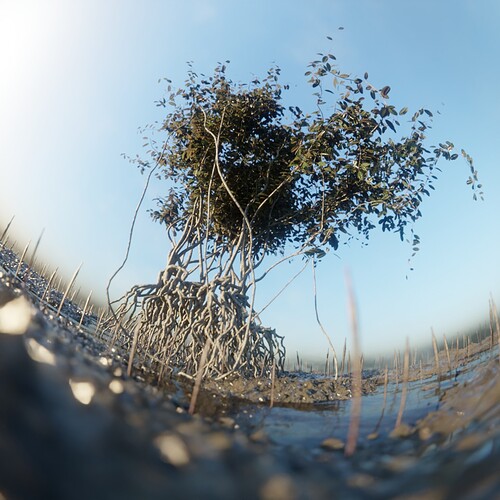 mangrove_fisheye