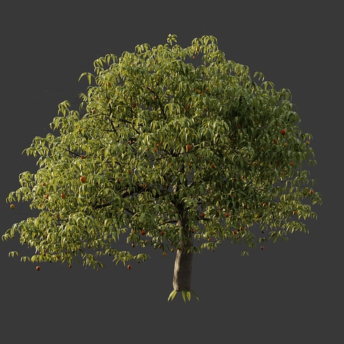 Mango_tree