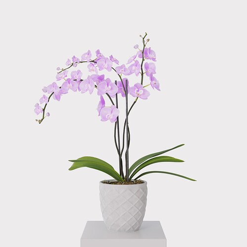 massx-rz-orchid-01