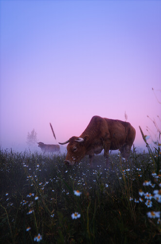 Cows_sunrise_closeup
