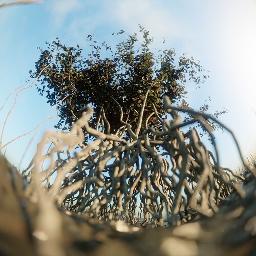 mangrove_fisheye4