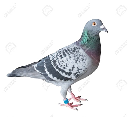 90695219-side-view-full-body-of-homing-pigeon-bird-isolated-white-background