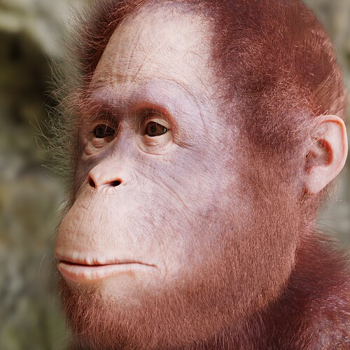 Orangutan_45