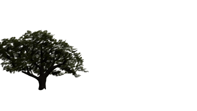 medium%20oak%20tree_00172