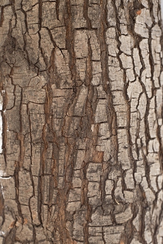 close-up-tree-trunk_23-2147625913