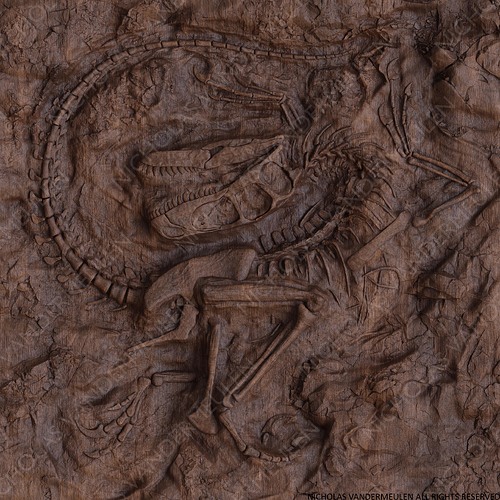Raptor Walnut WM NICHOLAS VANDERMEULEN