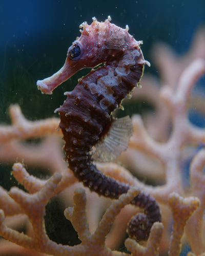 Seahorse_in_corals