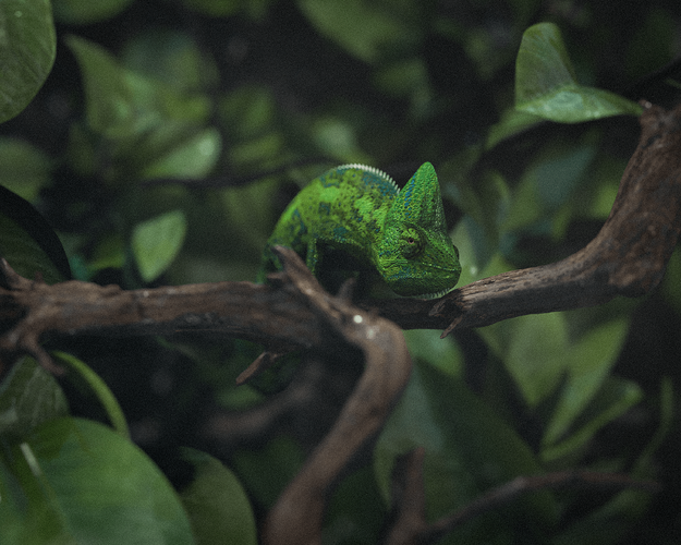 chameleon2-min