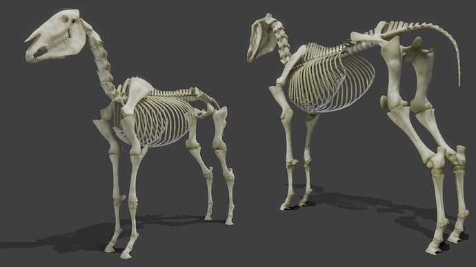 Realistic Horse Skeleton WIP JL - Works in Progress - Blender Artists ...