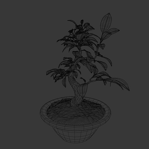 Ficus_bonsai_wire3