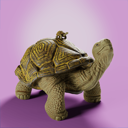 Tortoise3