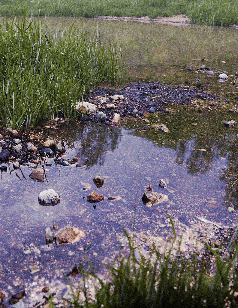 Fish pond - Finished Projects - Blender Artists Community