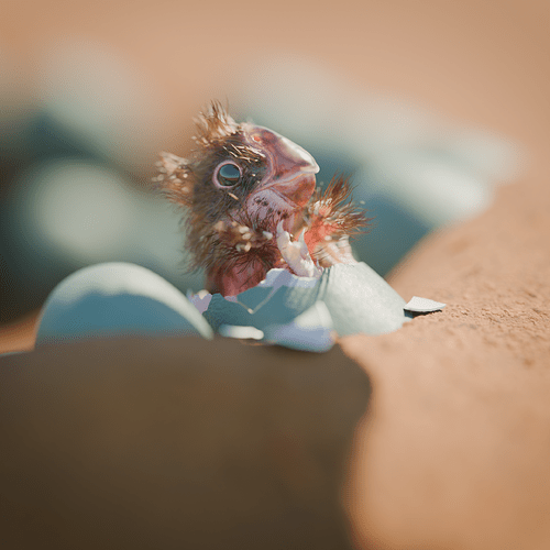 hatching_square_0002