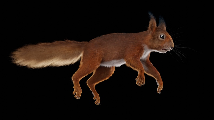 Squirrel_Osipkov_01