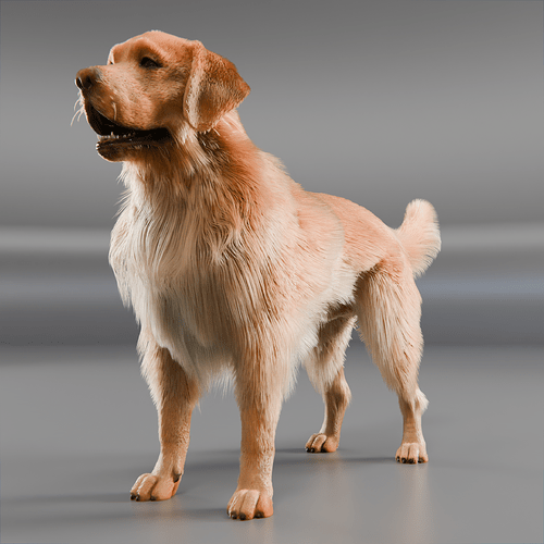Dog_Golden_02