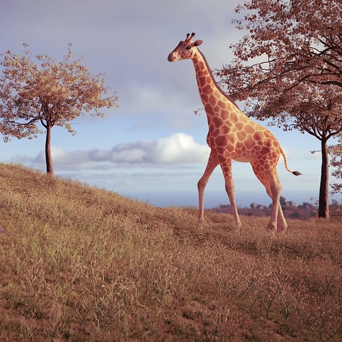 Giraffe%203_crop