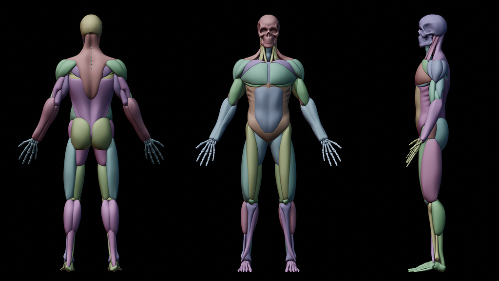 Anatomy Blocking 2.8 :) - Works in Progress - Blender Artists Community