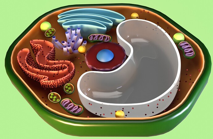 Plant cell - Finished Projects - Blender Artists Community