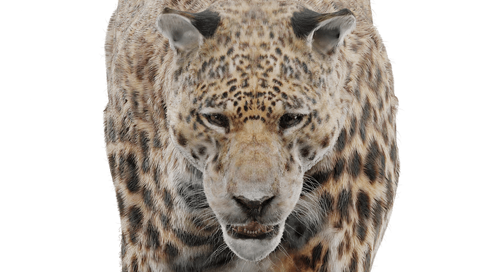 Jaguar Face denoise