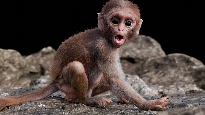 Baby monkey1