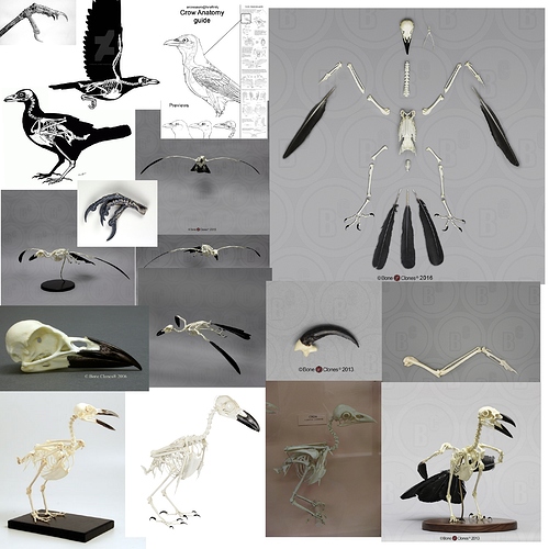 Crow_Raven_Skeleton_ReferenceSheet