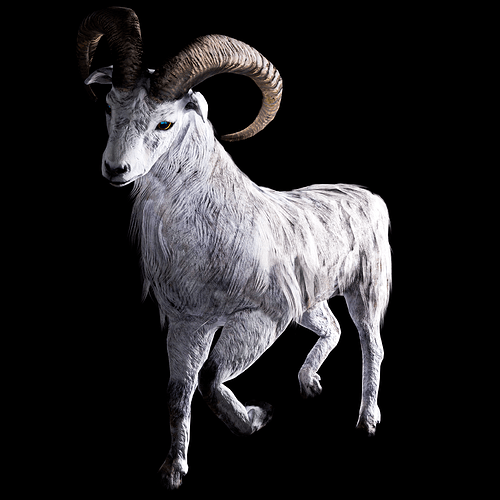 White Ovis R1