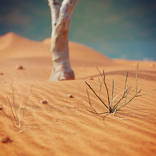 Desert Tile_2