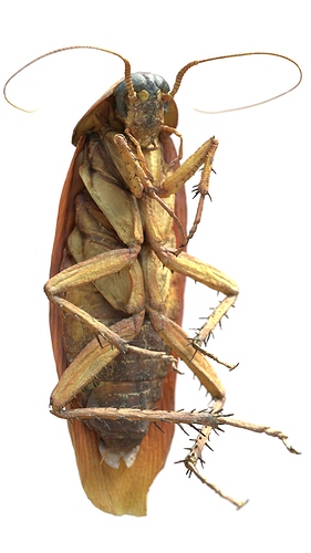 cockroach_8k_dof