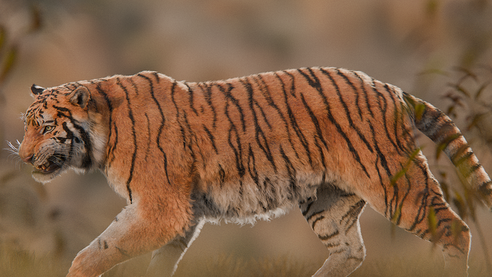 Tiger Walk