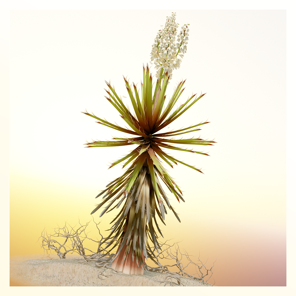 Mojave Yucca - A Botanical Study