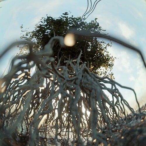 mangrove_fisheye7